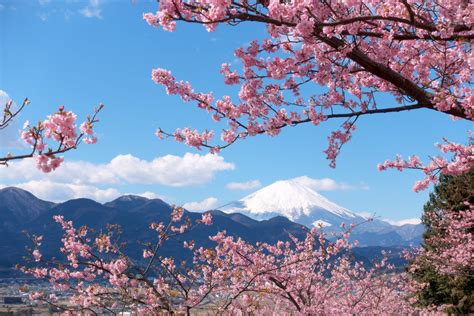 Compound of 津 (tsu, cove, inlet, outlet) +‎ 波 (nami, wave). 河津桜が早くも見ごろ★松田山 : 自転車百景