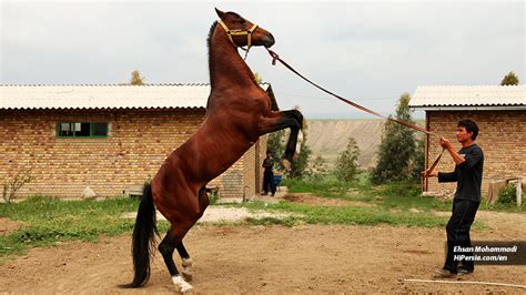 turkoman horse  turkmen sahra hipersia