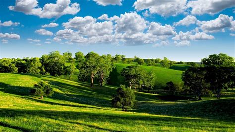 Beautiful Sunny Day Of Summer Nature Landscape