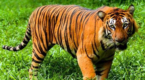 Learn all about endemic species. MALAYSIA One-fifth of Malaysia's animals endangered