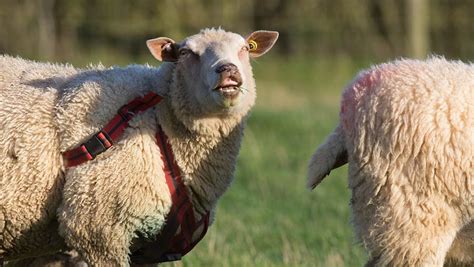 1 In 12 Rams Are Gay And Costing Farmers Says Breeder Farmers Weekly