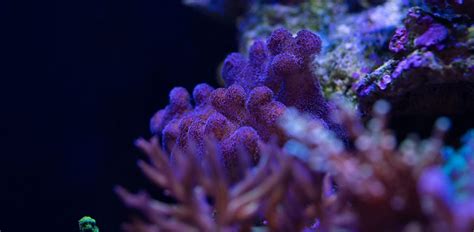 Best Live Sand For Your Reef Tank Reviews And Ratings For 2019