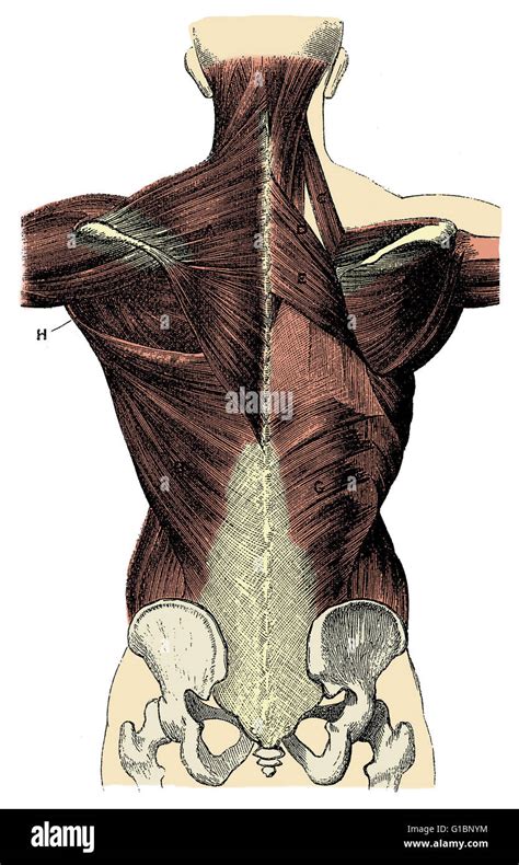 Muscles Labeled Front And Back Labeled Posterior Anat