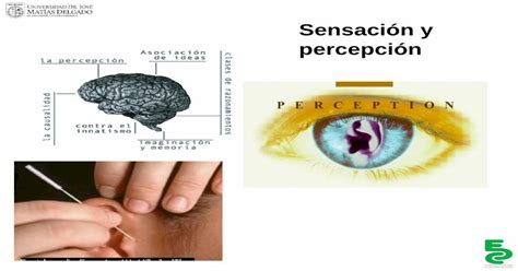 5 Clase Sobre Sensación Y Percepción Pdf Document