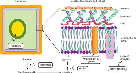 Fungal Cell Wall Diagram