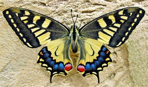 Papillons 10 Espèces Courantes Du Jardin