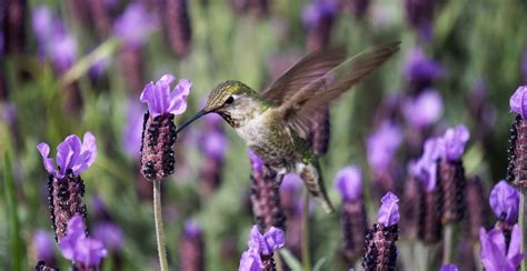 The uniqueness of hummingbird flight has fascinated ornithologists for decades. How to Create a Hummingbird Oasis in Your Tucson Yard