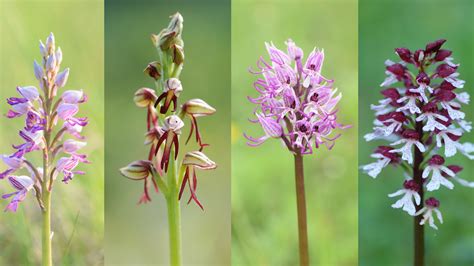 The Secret Sex Life Of Anthropomorphic Orchids Kew