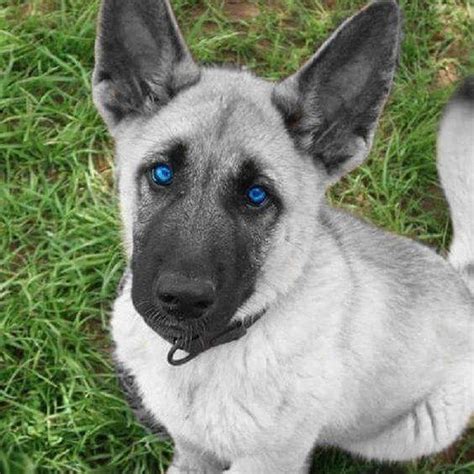 Silver Sable German Shepherd Puppies 22 Best Images About Silver