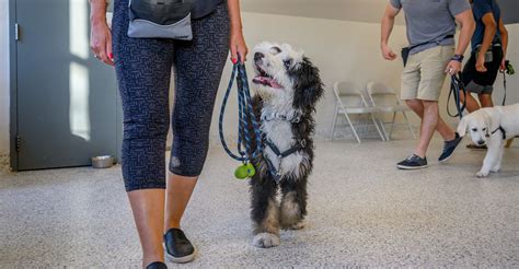 Dog Obedience Training Classes In Chicago