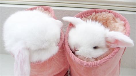 Cute Baby Bunnies Love To Be Squished Youtube