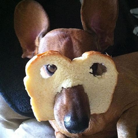 Bread is a common staple in most kitchens, and many dogs have enjoyed a sandwich crust left too close to the edge of the kitchen table or counter. Dog Breading