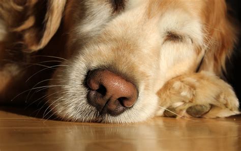 Wallpaper Face Sleeping Nose Whiskers Labrador Eye Puppy