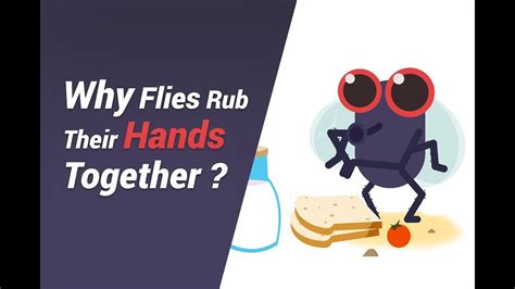 Why Flies Rub Their Hands Together Youtube