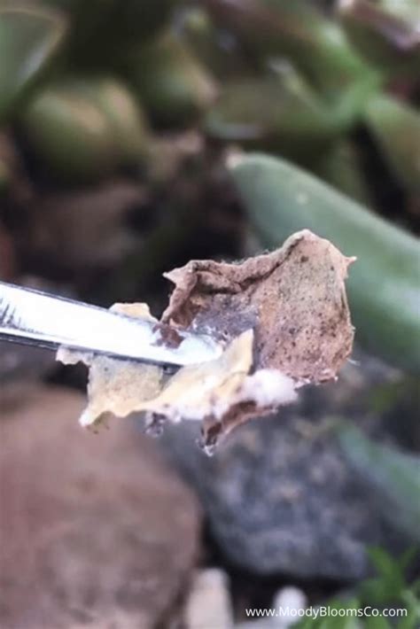 Here's how i got rid of these pests for good. How to get rid of MEALYBUGS and SAVE your plants! - Moody ...
