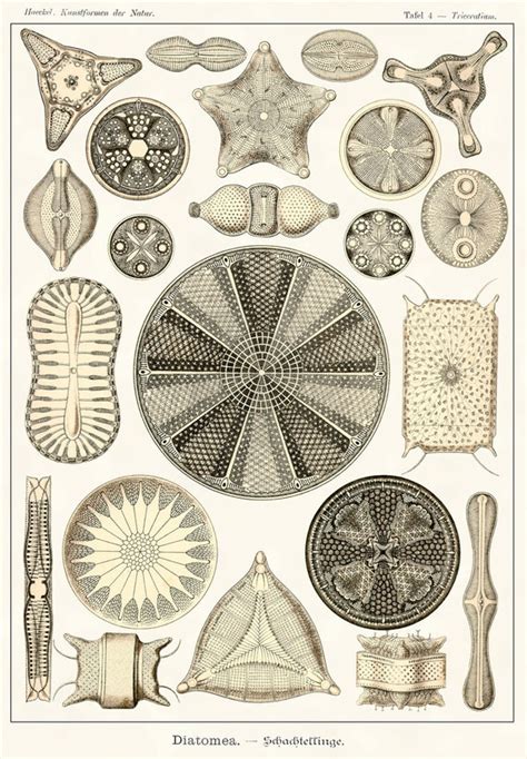 Diatom Vintage Scientific Illustration Hd Poster By Haeckelsark