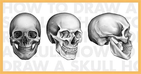 3 Easy Ways To Draw A Skull In Procreate