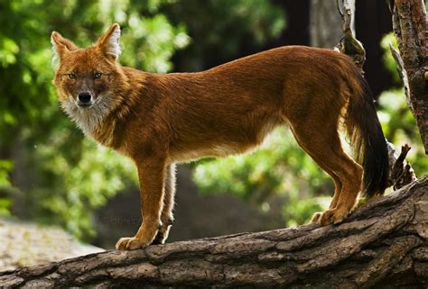 Fun Facts About The Dhole Wild Animals Amino