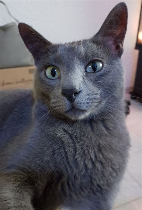 296 Best Russian Blue Cats Images On Pinterest Russian Blue Cats