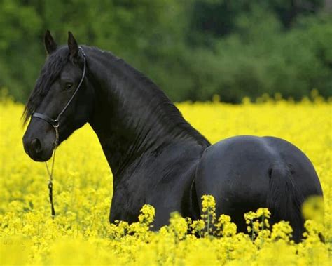 beautiful horse nature pinterest beautiful yellow  fields
