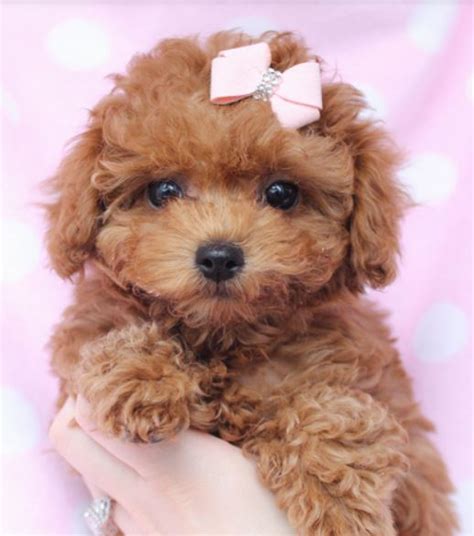 Beautiful Puppy Picture Of Little Light Brown Toy Poodle