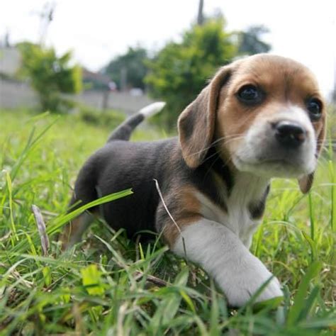 Umm Yes Yes I Will Take One Uhthankyou Baby Beagle Beagle Puppy Cute