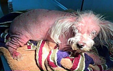Sick Bald Dog Makes Incredible Transformation At The Florida Vet Clinic