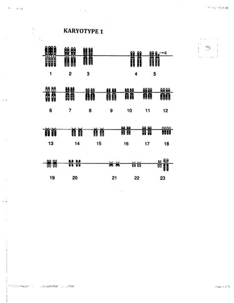 Karyotype Worksheet Answers Biology Worksheeto Com