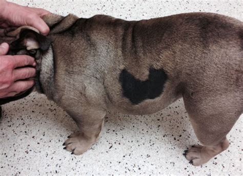 Pet Case Study Canine Flank Alopecia Cfa Animal Dermatology