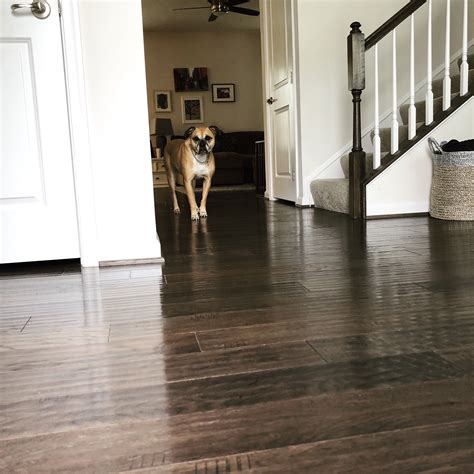 Dark Hardwood Floors And Dogs Flooring Guide By Cinvex