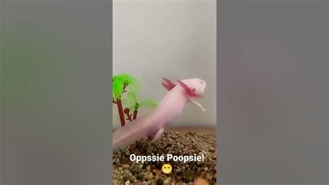 How Axolotls Poop Axolotl Short Youtube