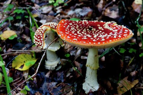 Red With White Dots Mushrooms Photograph By Anita Van Hengel