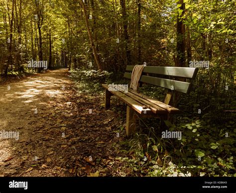 Bench In A Forest Stock Photo Alamy