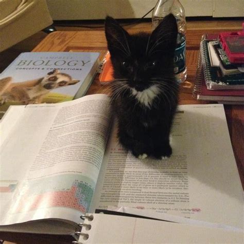Can I Can Help You With Your Homework Cats Crazy Cats Cats And Kittens