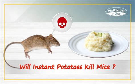 Will instant potatoes kill mice? (This Is Exactly Why It Works!)