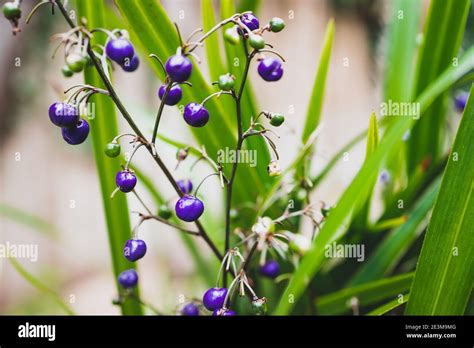 Native Australian Dianella Grass Plant With Edible Blue Berries Outdoor