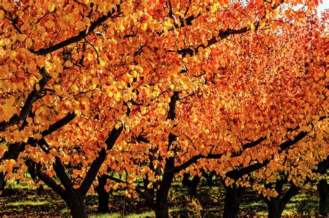 Autumn Fruit Trees Photograph By Robert Green Fine Art America