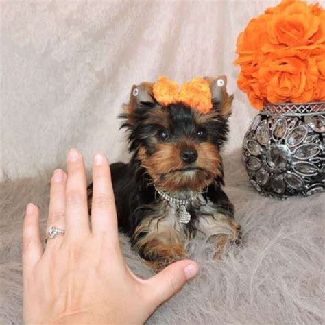 How do you screen miniature poodle breeders in dallas? YorkiePoo Puppies For Sale | Dallas, TX #177003 | Petzlover