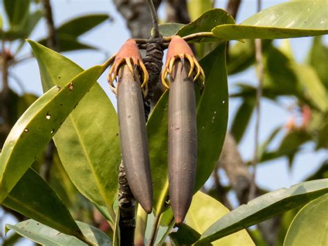 Tepung Buah Lindur, Kaya Karbohidrat Banyak Manfaat - KeMANGI