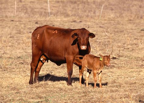 Filecow With Calf Wikimedia Commons