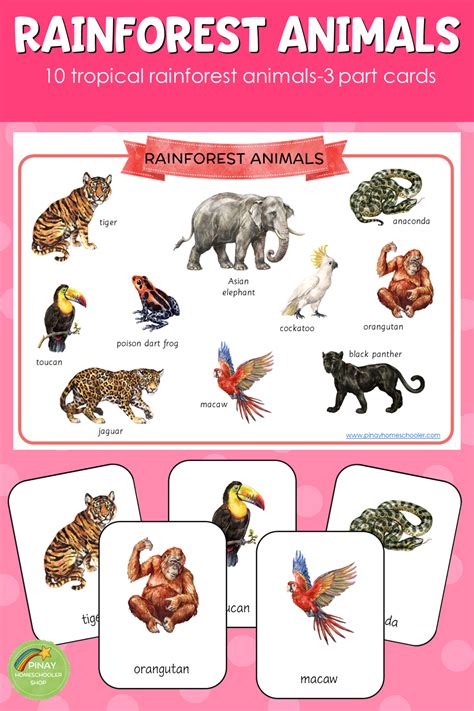 Montessori Inspired Rainforest Animals 3 Part Cards Preschool