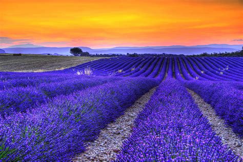 Lavenders Sunset Photograph By Midori Chan Fine Art America