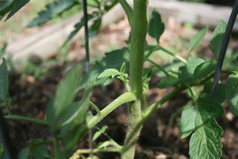 Mulching Staking And Pinching Your Way To Better Tomato Plants