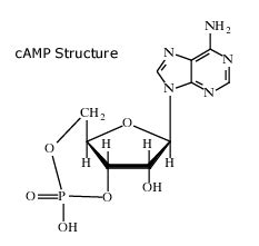It is derived from adenosine triphosphate (atp). Cyclic adenosine monophosphate - Alchetron, the free ...