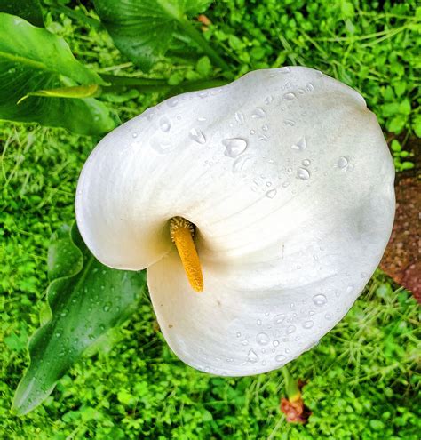 Easter Lily Easter Lily Stock Photos Free Stock Photos