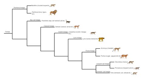 Cat Phylogenetic Tree Edrawmax Templates