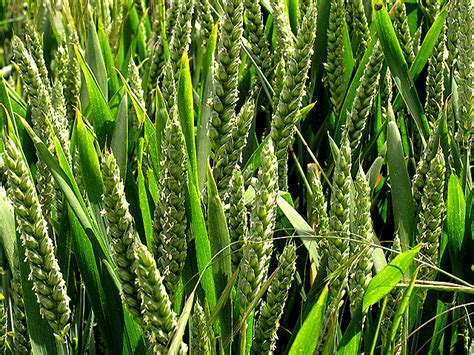 Filecereal Crop Wheat Near Ashampstead And Bradfield