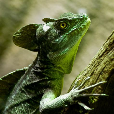 Plumed Basilisk Reptipedia The Reptile And Amphibian Wiki