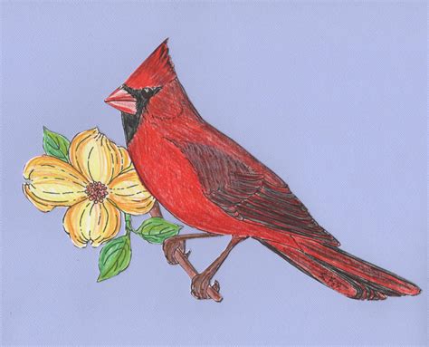 Bird Art Red Cardinal Colored Pencil Drawing Cardinal Etsy