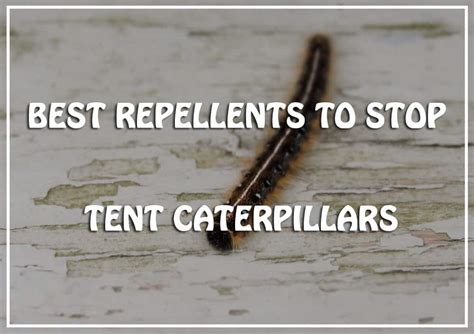 Best Tent Caterpillars Repellents